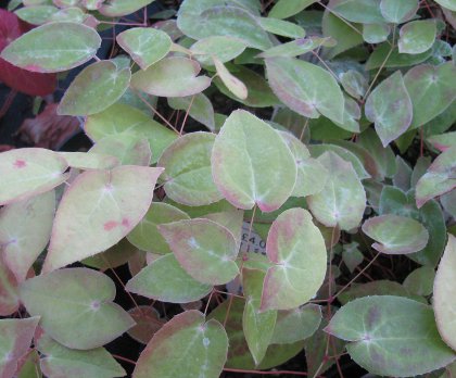 Epimedium x youngianum 'Shikinomai'